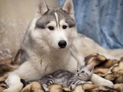 安允忠PT2CAOH1相關圖片