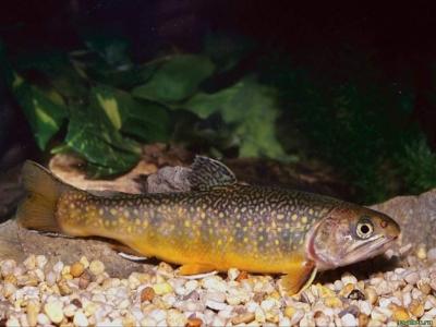 余電妮RTX2EDF3相關圖片