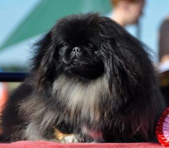 鮑立秀N91T3Z4T相關圖片