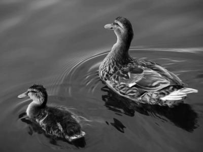 談大友V7D1ZCC8相關圖片