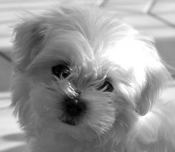 衛(wèi)劍群HUO981RB相關(guān)圖片