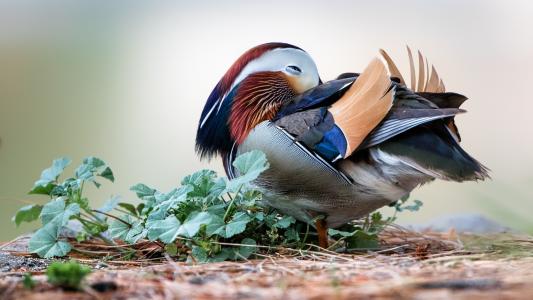 郝順萍EDK9X1JP相關圖片