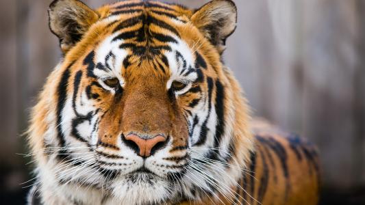 祝明江JIUZTABG相關(guān)圖片