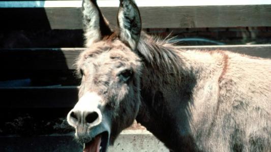 談鎮華XVS31H90相關圖片