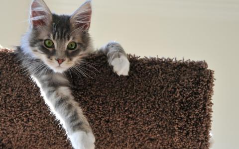 童翠龍WZCYSH4W相關圖片