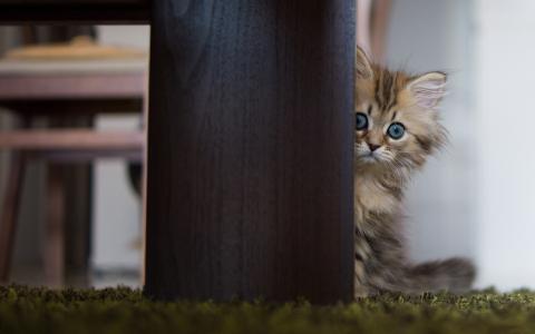 鳳菲NVN4LWW8相關圖片