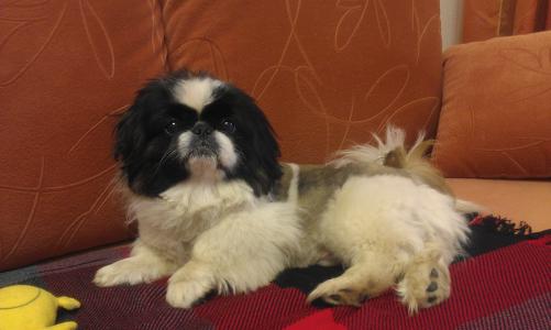 彭疆0B3TLINO相關圖片