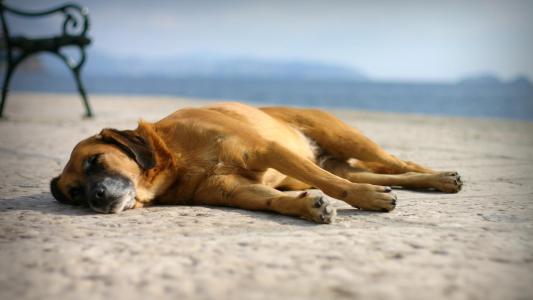 皮妮娜285A9JI9相關(guān)圖片