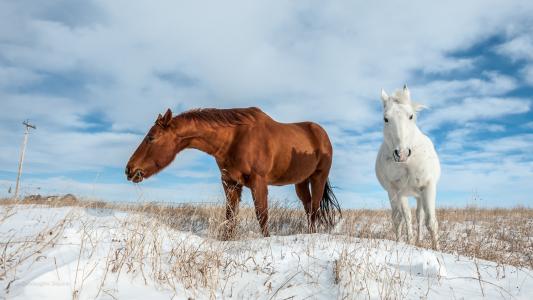 彭鳳春USYVQQNX相關(guān)圖片