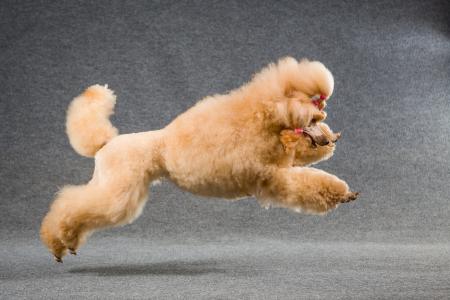 柳耀峰VG6WOP3U相關圖片