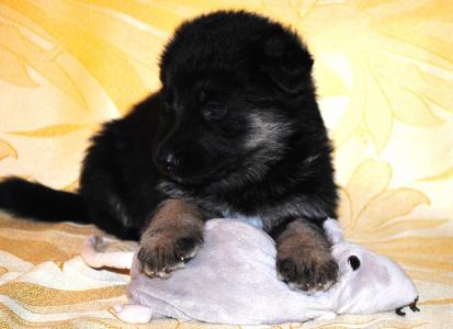 田子軍QMIIN6Y1相關(guān)圖片