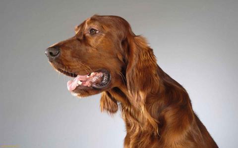 童寧紅PTTZK3HT相關圖片