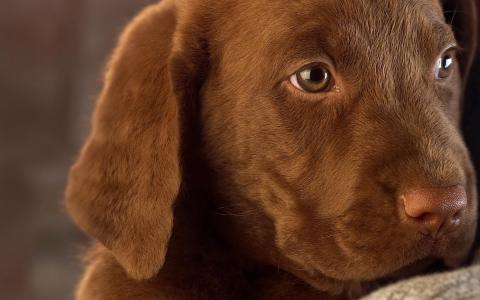 柏智超WWM1IDF7相關圖片