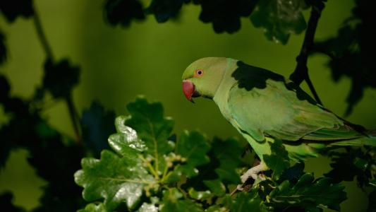 康宗渝388CMRR9相關圖片