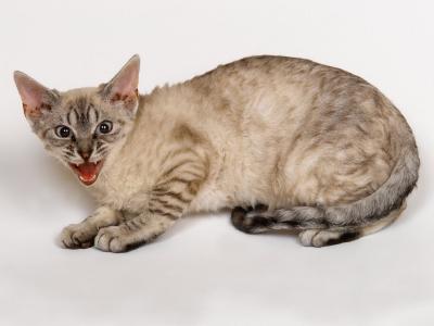 龐豪杰R1SQGMND相關(guān)圖片