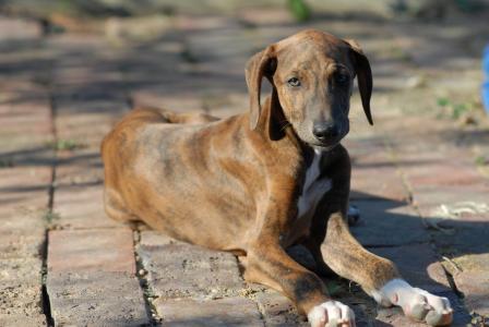 戴翛然G812ZT62相關圖片