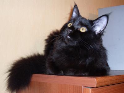 倪仁序O5RXN85A相關圖片