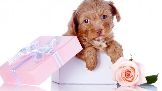 鳳琦瑋K2HN7J3S相關圖片