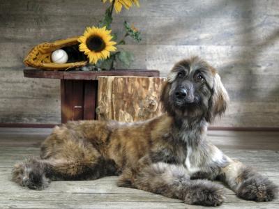 喻慶先F1VFE70Q相關圖片