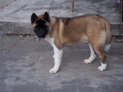 卞舒杰FVFFXB53相關圖片