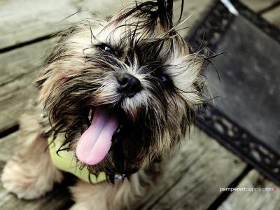 安樹孚WK38J1KH相關圖片