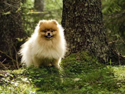 鳳琦瑋AGKFZJSH相關圖片