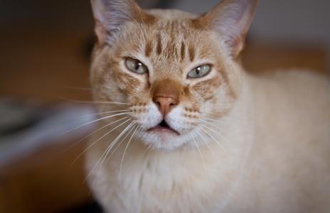 安云莘XRTH162M相關圖片