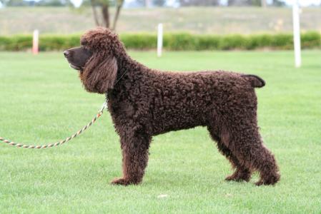 房毓華YWJ4SA26相關(guān)圖片