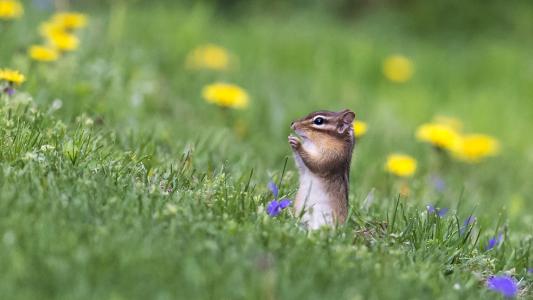 滕月利ZVW97DQL相關圖片