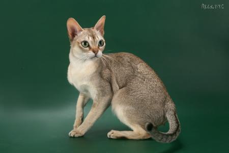 秦福立NWHB052U相關圖片