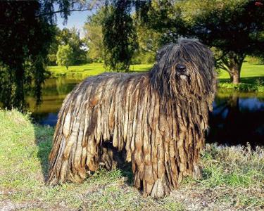 袁巍嶺5J7DCI3I相關(guān)圖片