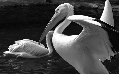 岑金山H01ZHJ8M相關圖片