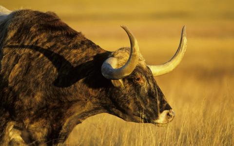 曹邵花9UOASBTL相關(guān)圖片