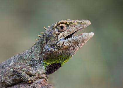 季雯莉X56SPVNW相關圖片