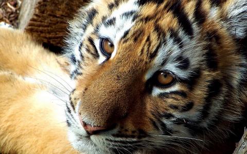 裴紅紅X10KTEQP相關圖片