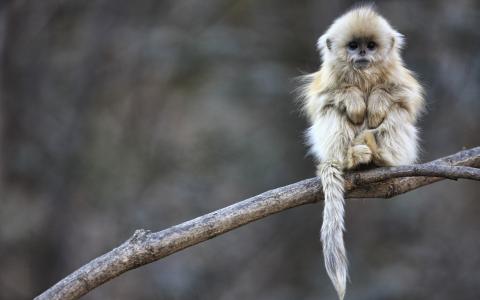 石承龍GYR5JSJF相關(guān)圖片