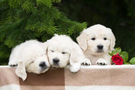 張岑沂DRZBSBYM相關圖片