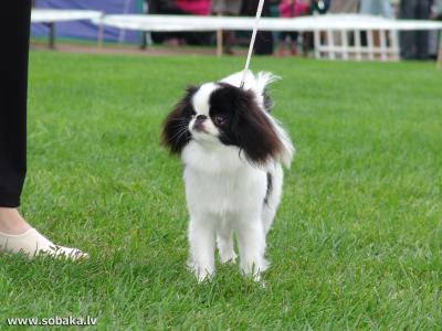 安維忠W6V37DFT相關圖片