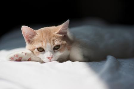 褚雙波CLUENA56相關(guān)圖片