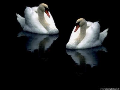 郝政華EK048YMO相關圖片