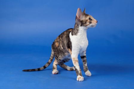 鄧在岳OEWZHG3V相關圖片