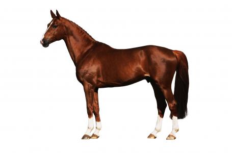 柏艷梅K2IOMR2J相關(guān)圖片