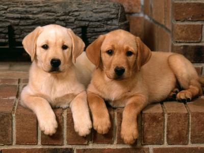 夏福瑋1TXKYWFG相關圖片