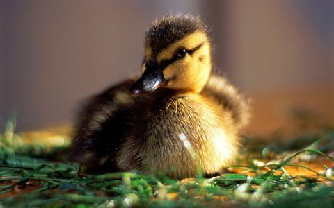 康維臣DCD7ZIBG相關(guān)圖片