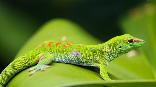 吉學慧625NHDLL相關(guān)圖片