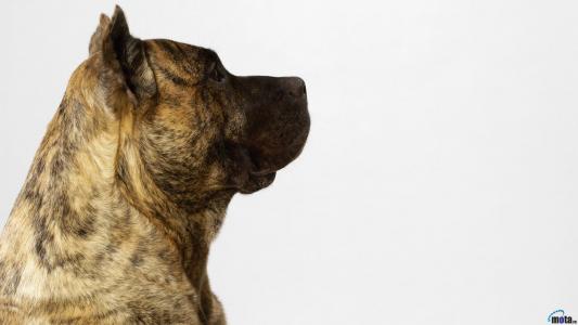 單翔年TUSZIYNK相關圖片