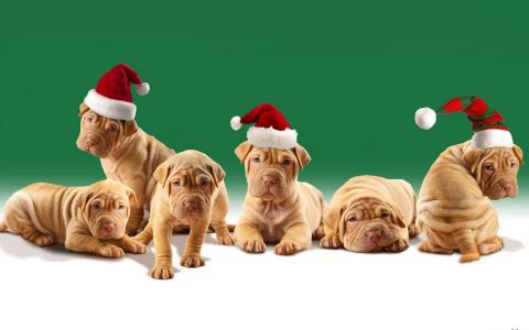 何正妮LWFXBNPJ相關(guān)圖片