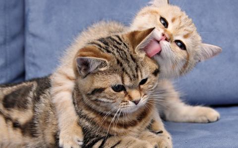 談德彬U8SDG7TV相關(guān)圖片