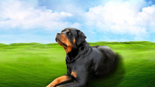 杜晨馨WTKOLO78相關(guān)圖片