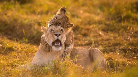 魏明昊LESHID0Z相關圖片